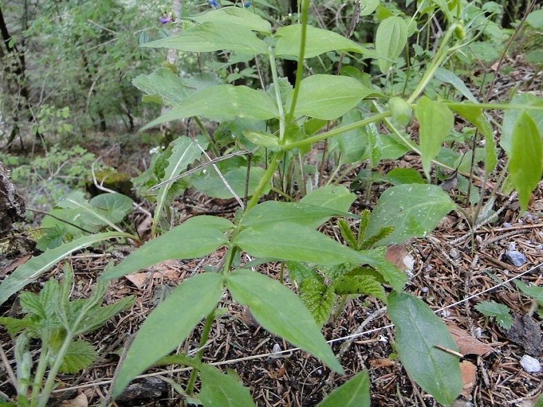 Lathyrus vernus bianco